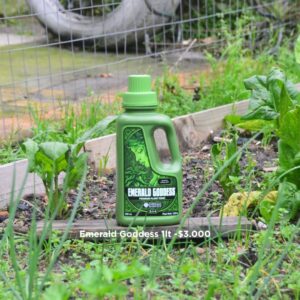 Emerald Goddess 1L