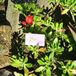 Hojillas de Celulosa Rosadas 1 1/4